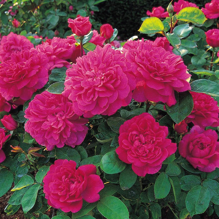 Sophy's Rose |David Austin® Roses
