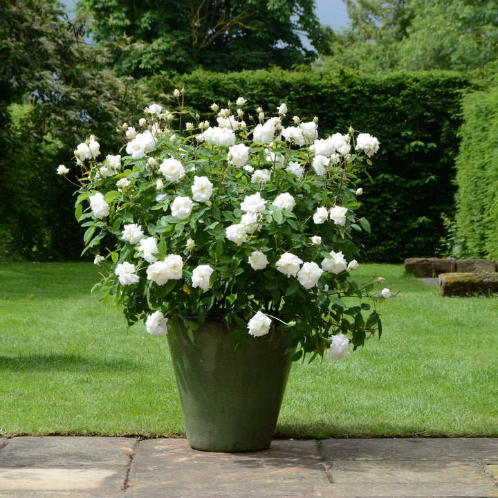 Susan William Ellis English Rose |David Austin® Roses