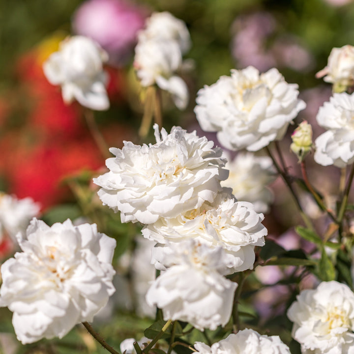 Susan William Ellis English Rose |David Austin® Roses