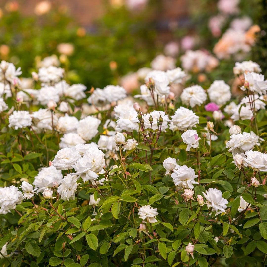 Susan William Ellis English Rose |David Austin® Roses