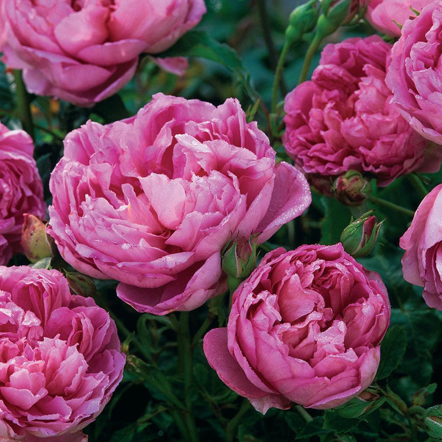 Ingenious Mr. Fairchild Rose |David Austin® Roses