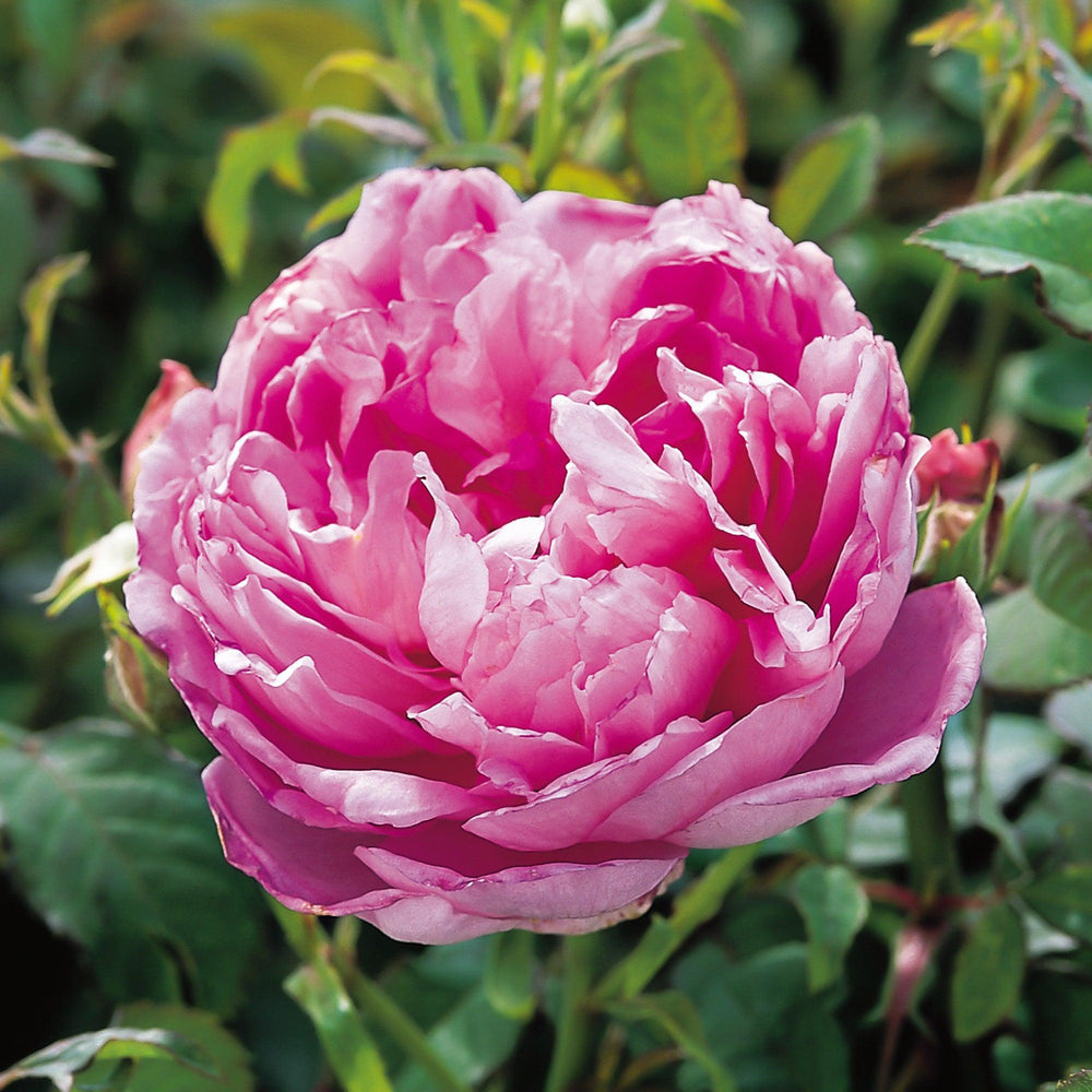 Ingenious Mr. Fairchild Rose |David Austin® Roses