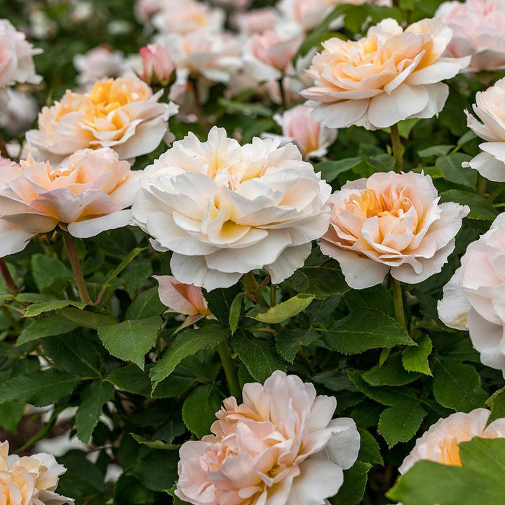 The Lady Gardener |David Austin® Roses