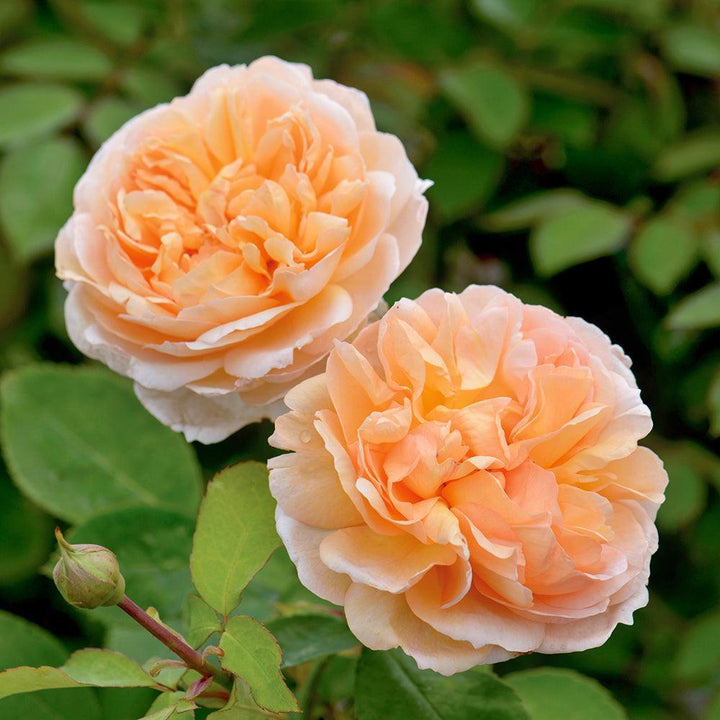 The Lady Gardener |David Austin® Roses