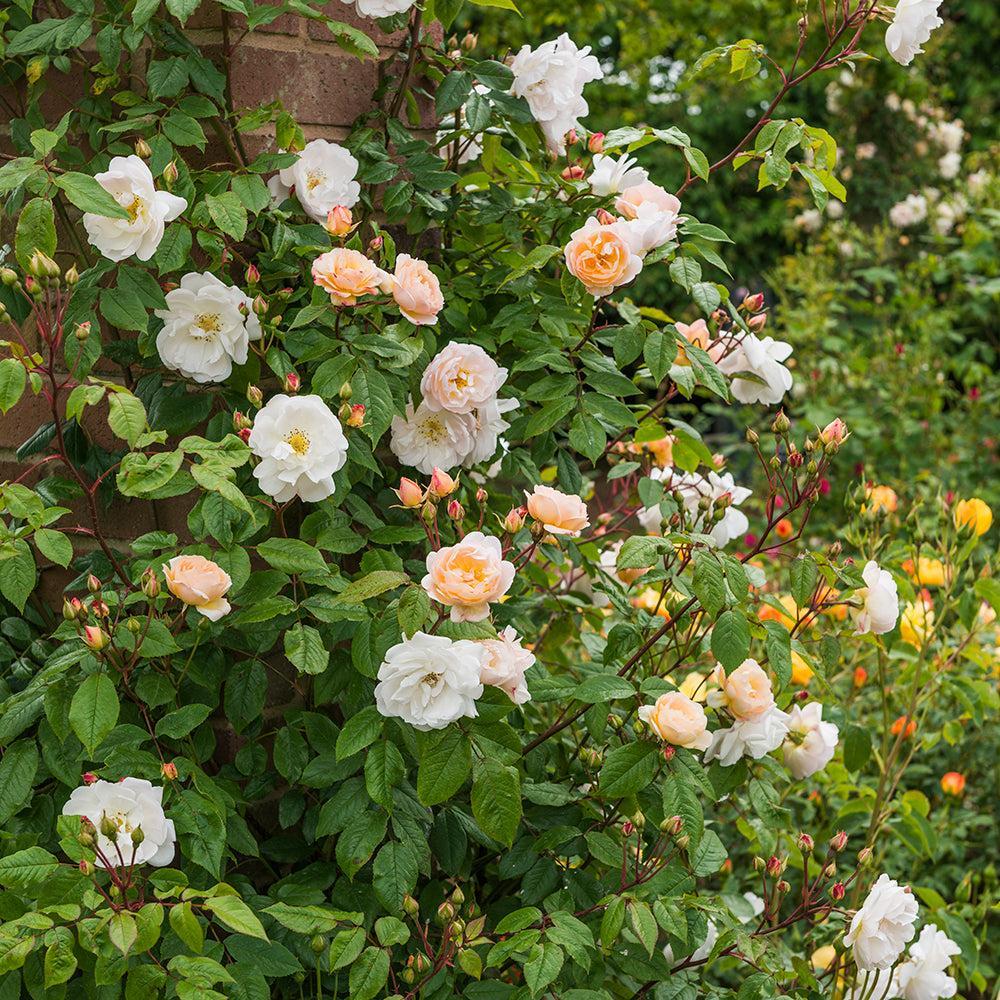 The Lady of the Lake Rose |David Austin® Roses