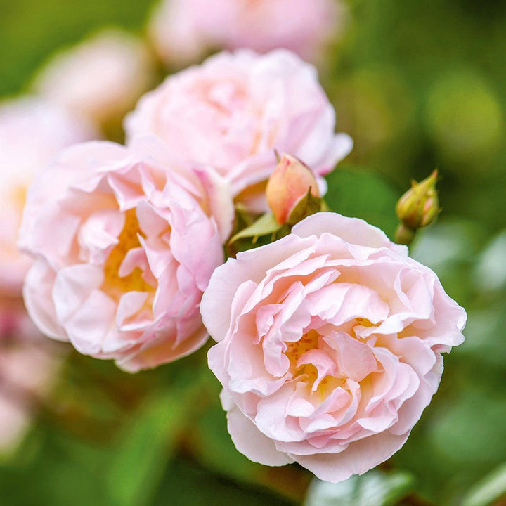 The Lady of the Lake Rose |David Austin® Roses
