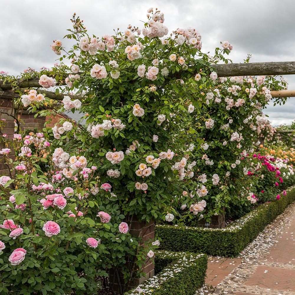 The Lady of the Lake Rose |David Austin® Roses
