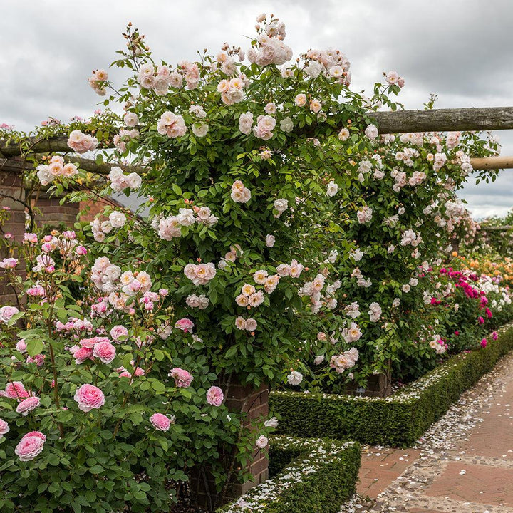 The Lady of the Lake Rose |David Austin® Roses