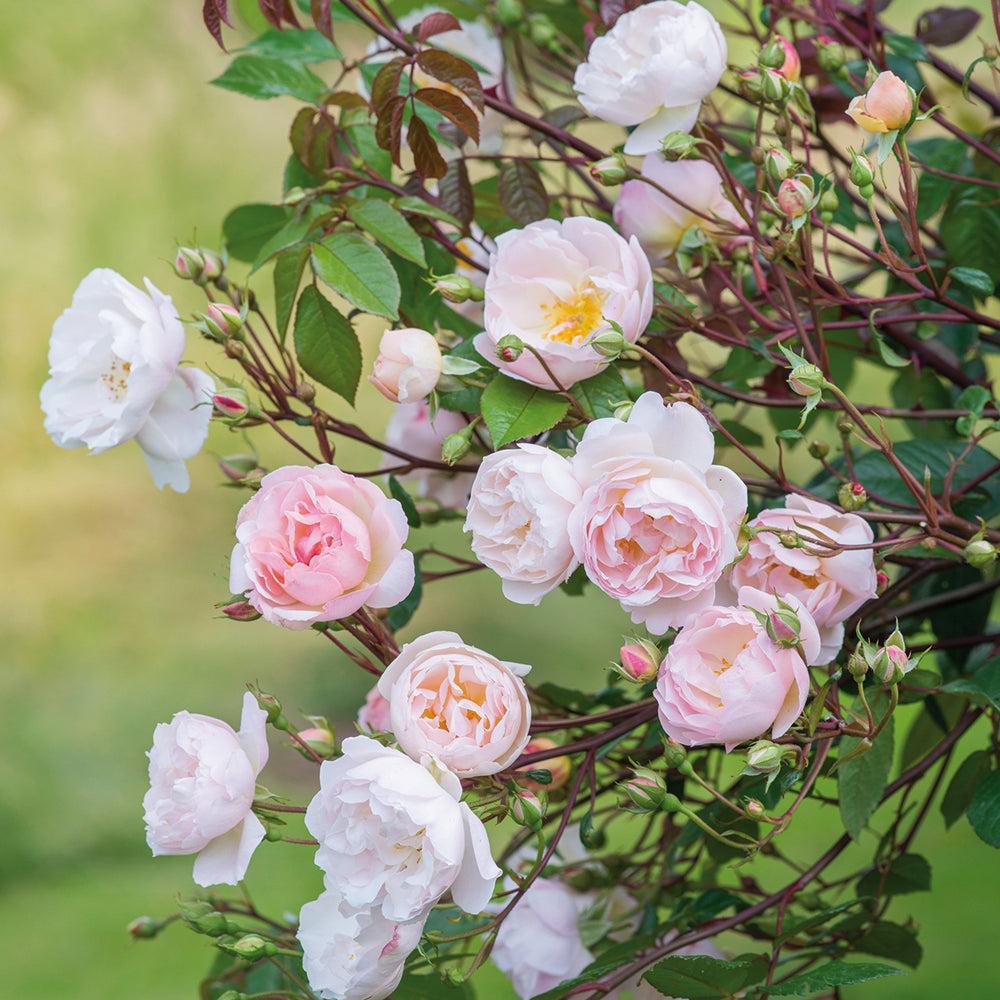 The Lady of the Lake Rose |David Austin® Roses