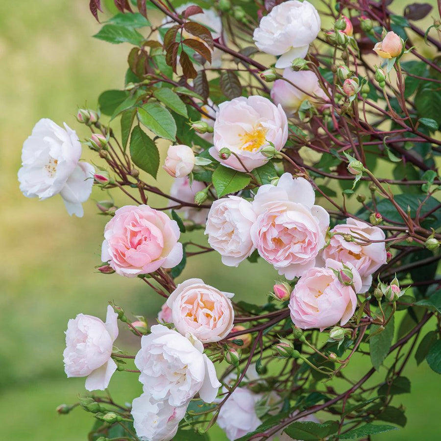 The Lady of the Lake Rose |David Austin® Roses