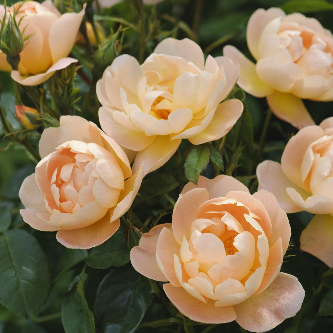 The Lark Ascending Rose |David Austin® Roses