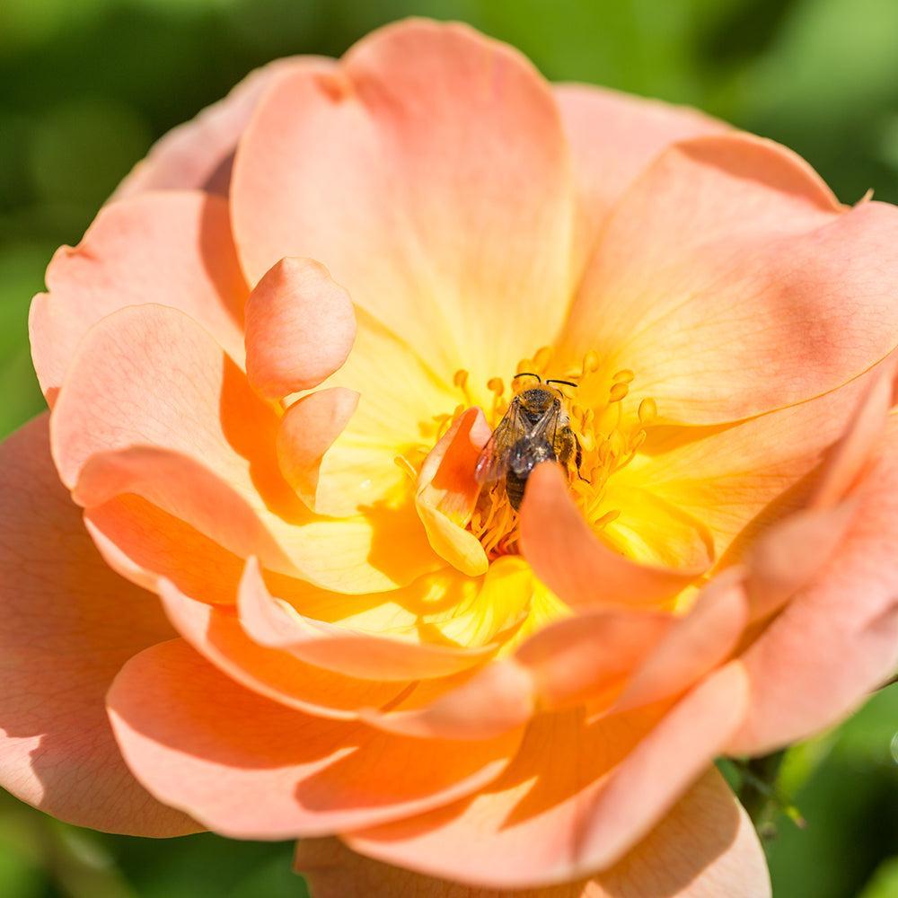 The Lark Ascending Rose |David Austin® Roses