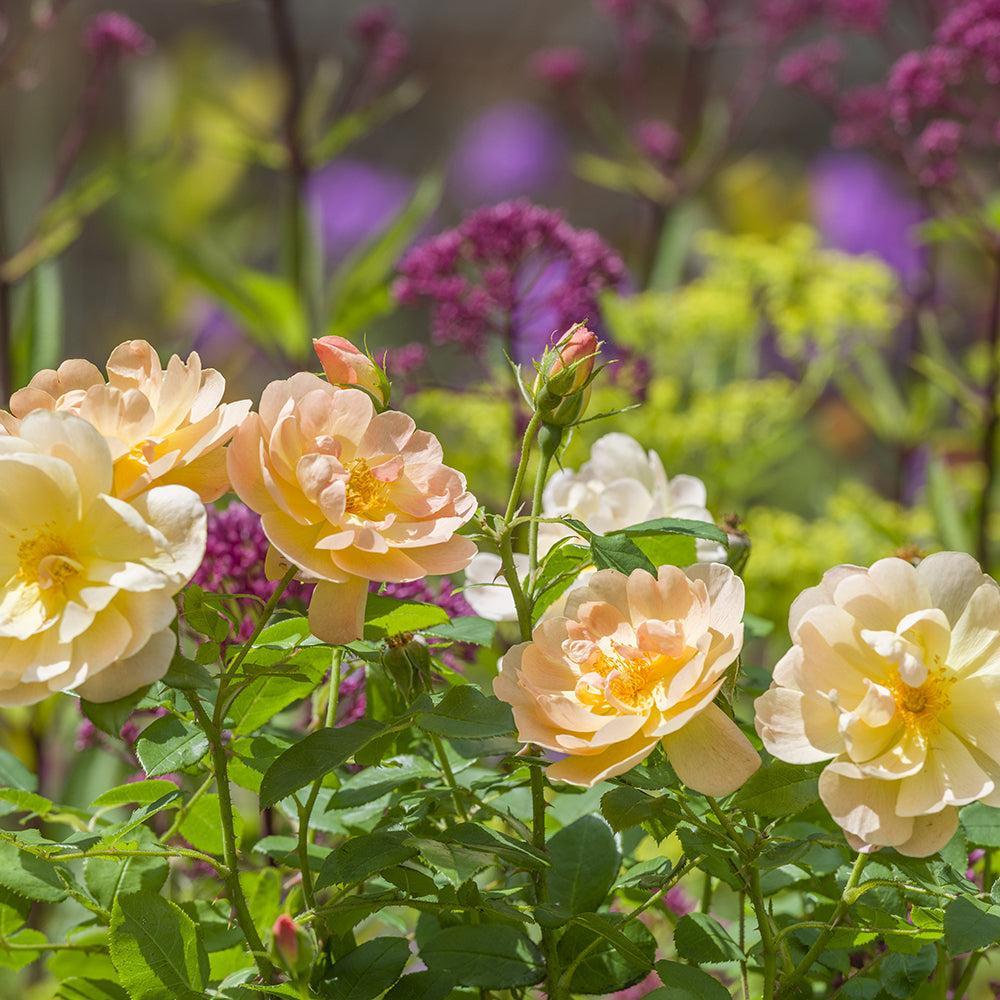 The Lark Ascending Rose |David Austin® Roses