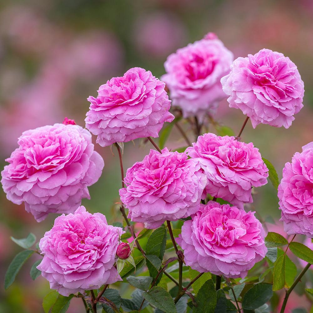 Mayflower English Rose |David Austin® Roses