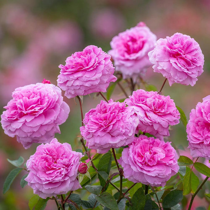 Mayflower English Rose |David Austin® Roses