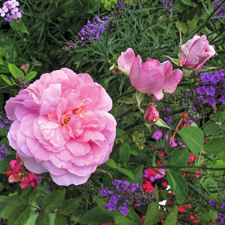 Mayflower English Rose |David Austin® Roses