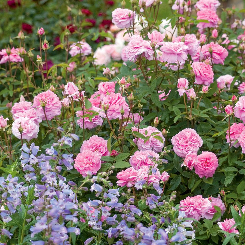 Mayflower English Rose |David Austin® Roses