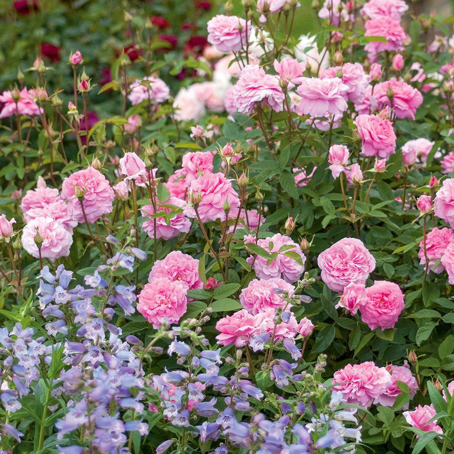 Mayflower English Rose |David Austin® Roses