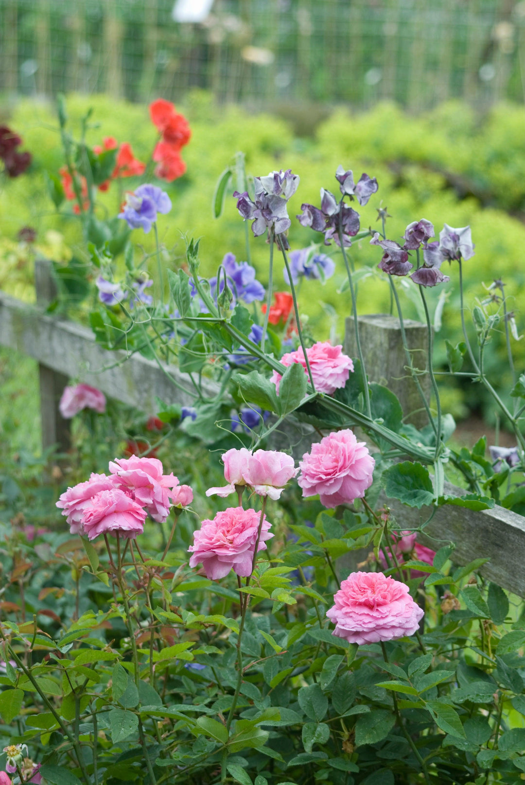 Mayflower English Rose |David Austin® Roses