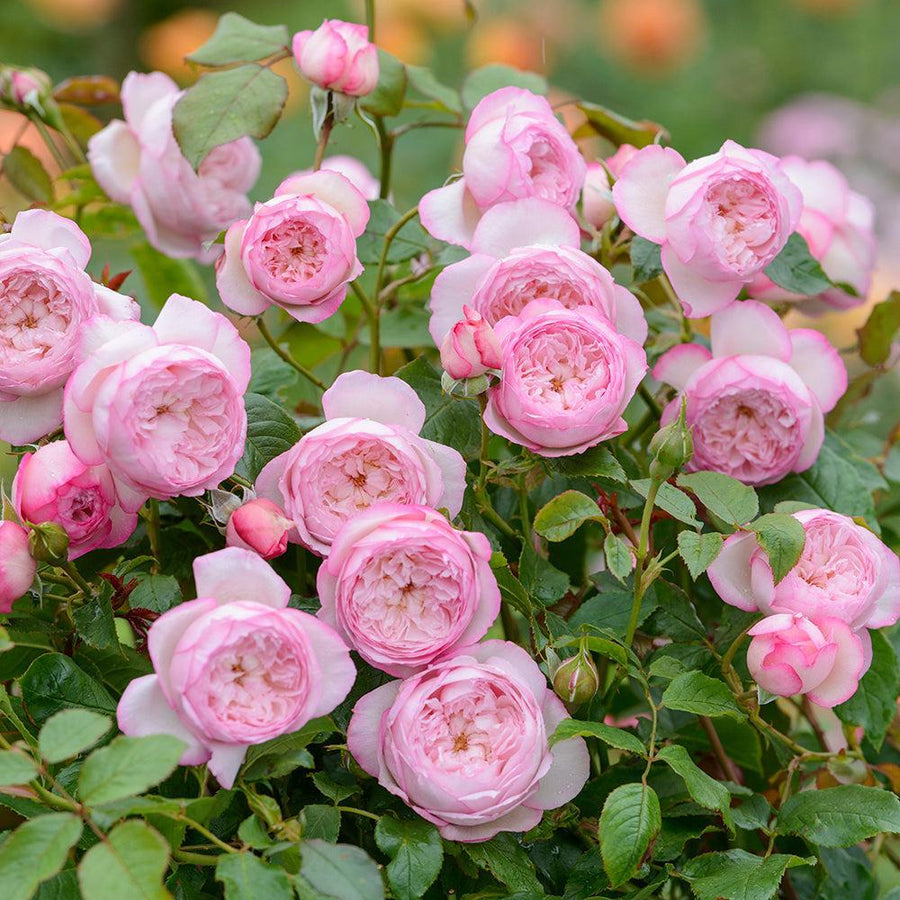 Mill on the Floss English Rose |David Austin® Roses