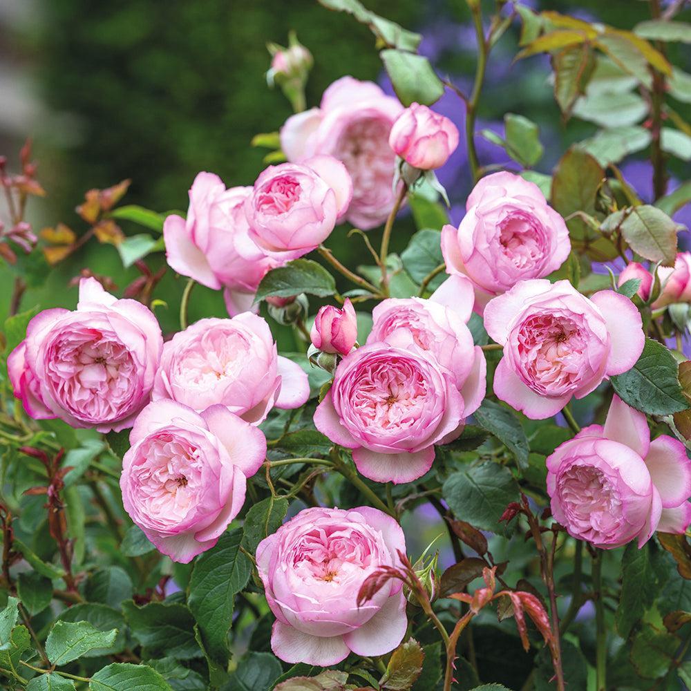 Mill on the Floss English Rose |David Austin® Roses