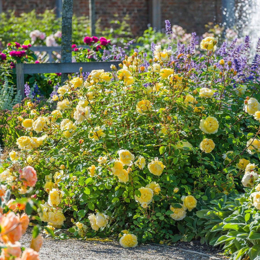 David Austin® The Poet's Wife® English Shrub Rose | David Austin® Roses