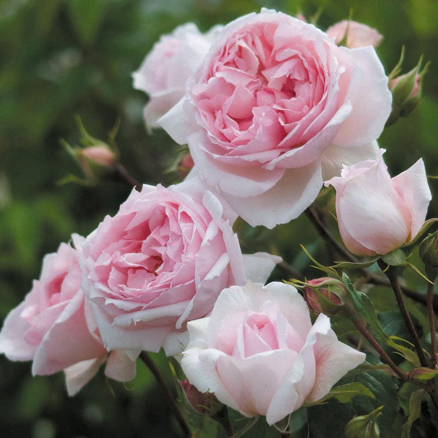 Wedgewood Rose |David Austin® Roses