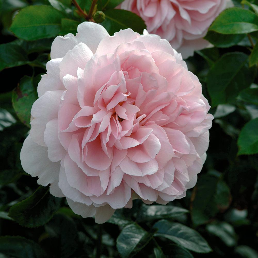 Wildeve English Rose |David Austin® Roses