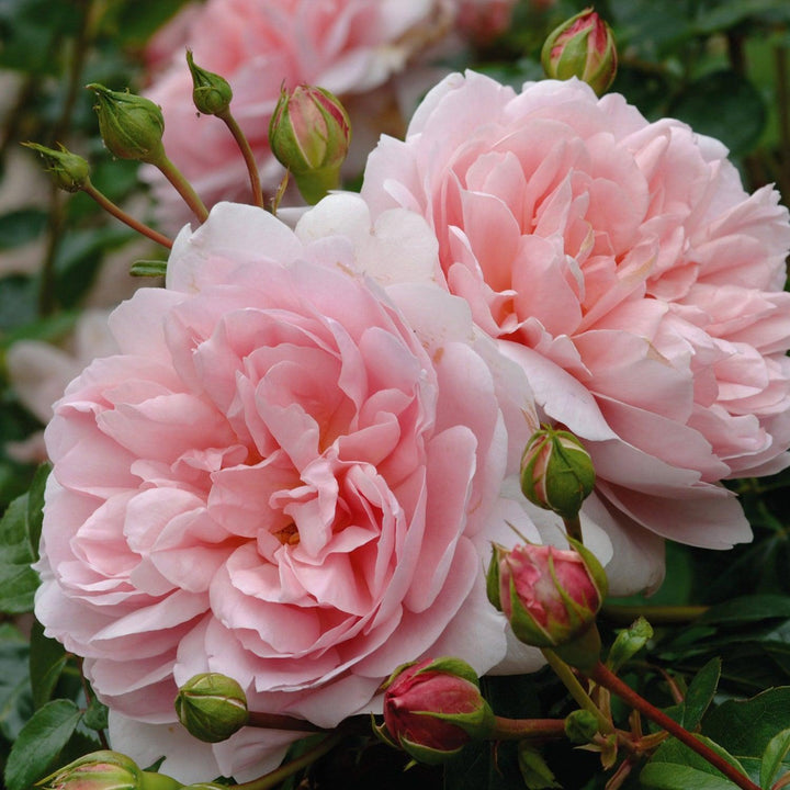Wildeve English Rose |David Austin® Roses