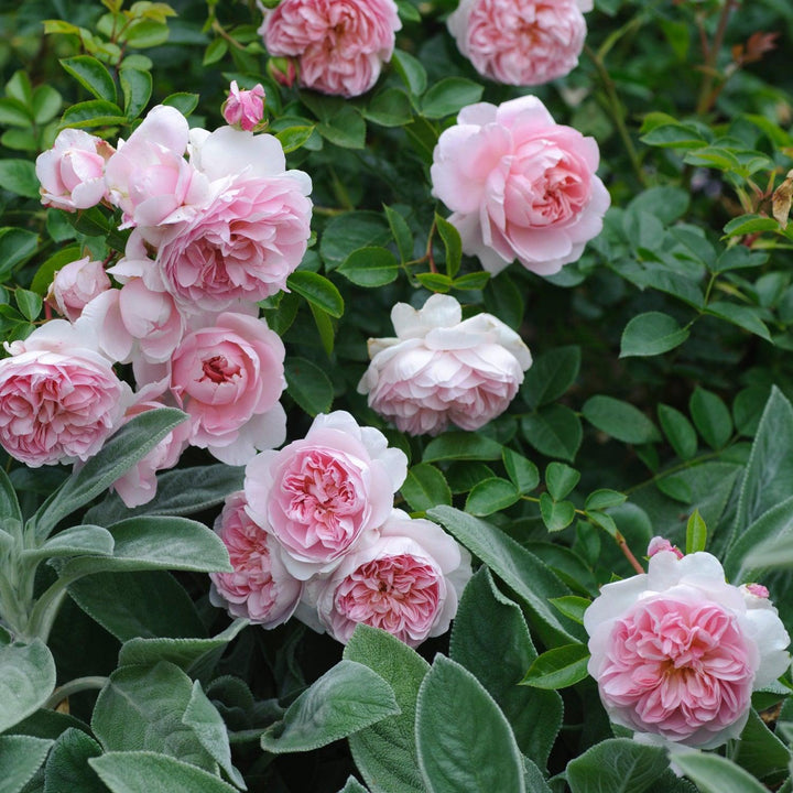Wildeve English Rose |David Austin® Roses