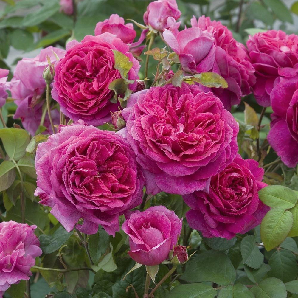 Young Lycidas English Rose |David Austin® Roses