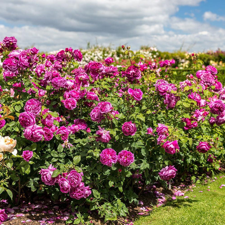 Young Lycidas English Rose |David Austin® Roses