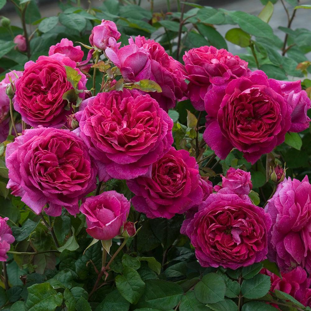 Young Lycidas English Rose |David Austin® Roses