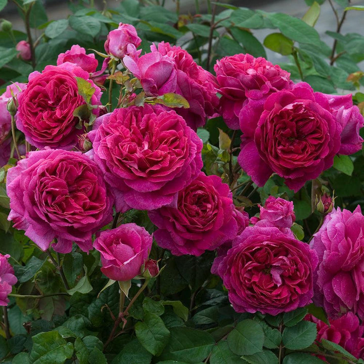 Young Lycidas English Rose |David Austin® Roses