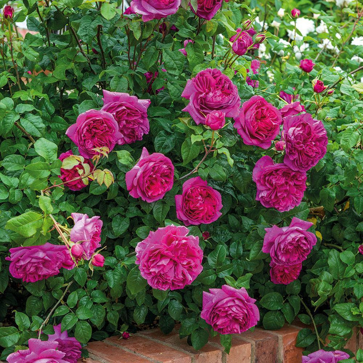 Young Lycidas English Rose |David Austin® Roses