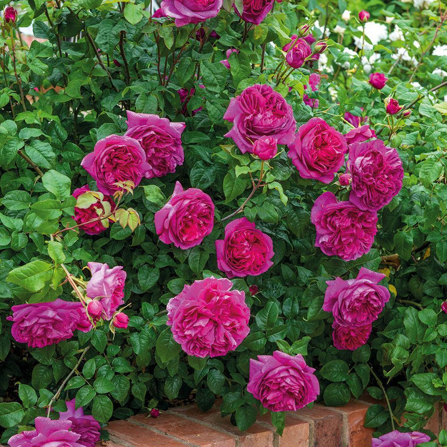 Young Lycidas English Rose |David Austin® Roses