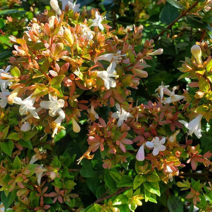Rose Creek Abelia