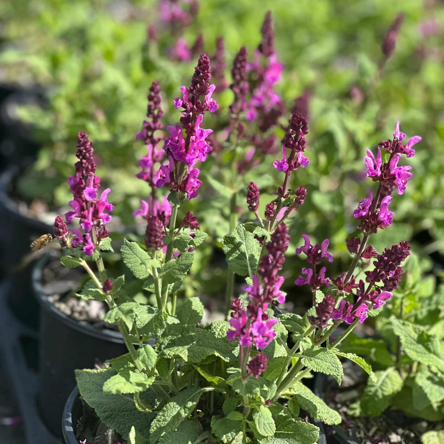 Rose Marvel Meadow Sage