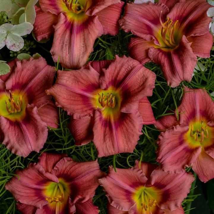 Rosy Returns Daylily