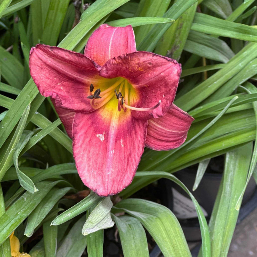 Rosy Returns Daylily
