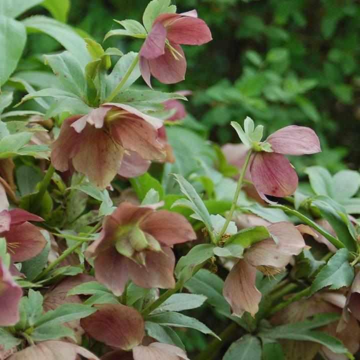 Royal Heritage® Christmas Rose