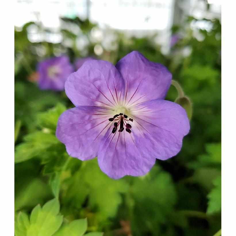 Rozanne Cranesbill Geranium