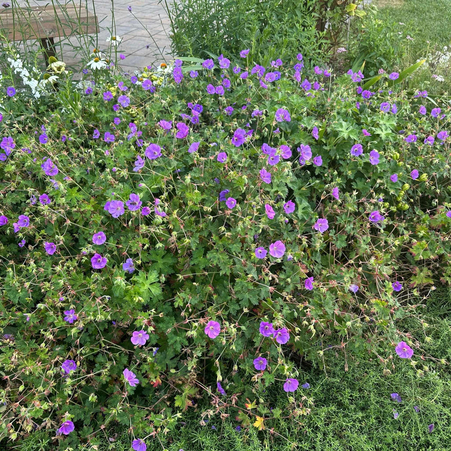 Rozanne Cranesbill Geranium
