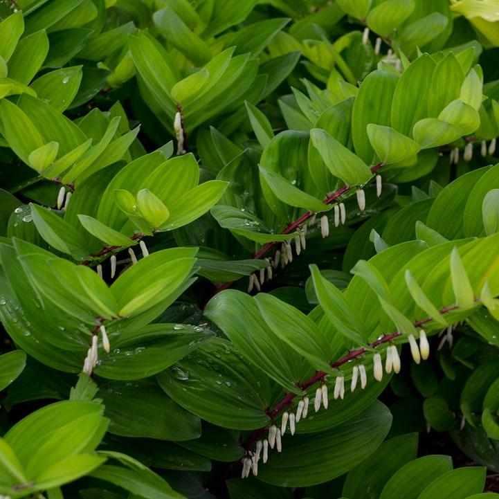 Ruby Slippers Solomon's Seal
