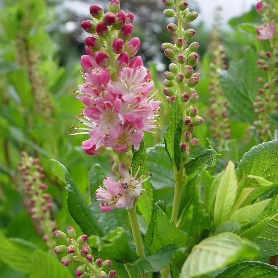 Ruby Spice Summersweet |Prides Corner Farms