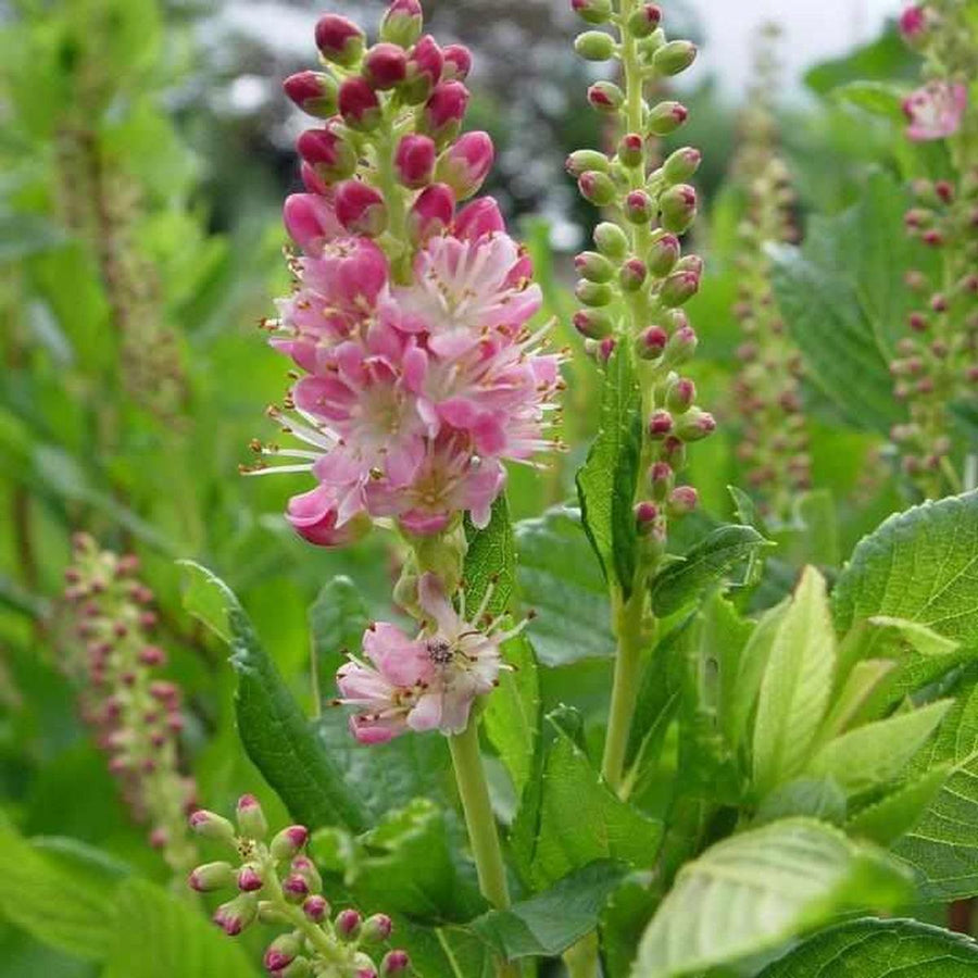 Ruby Spice Summersweet |Prides Corner Farms