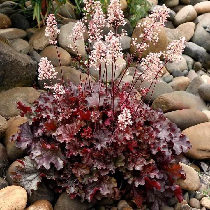 Ruby Tuesday Coral Bells