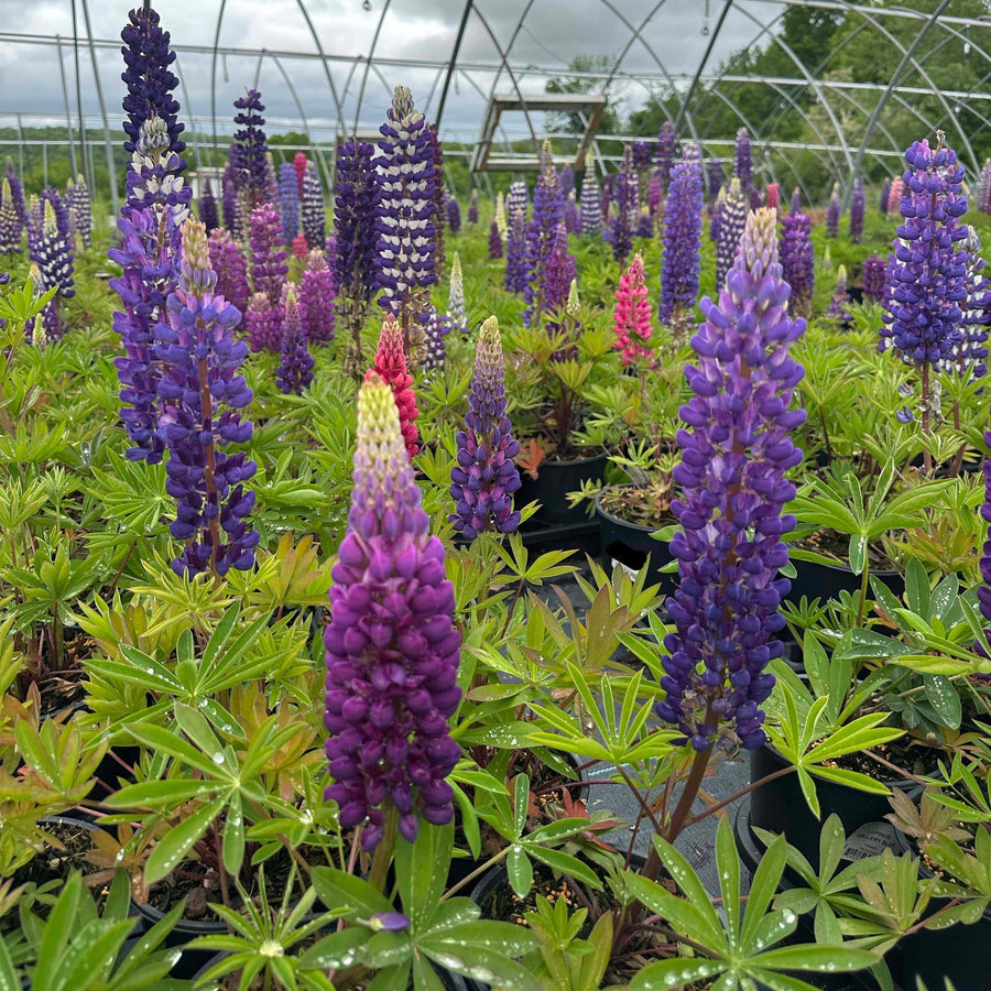 Russell Hybrids Lupine