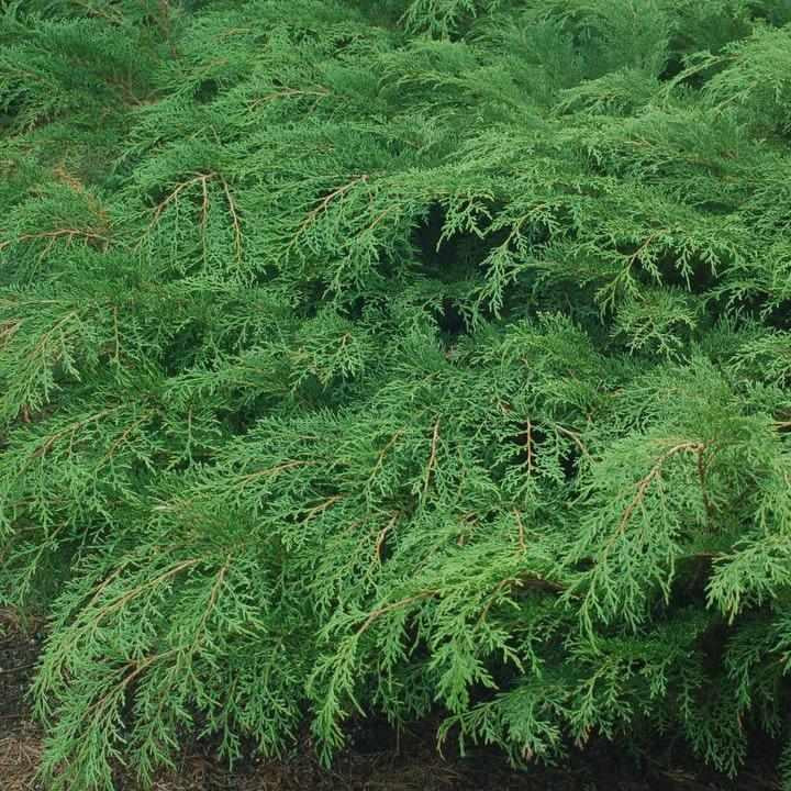 Russian Cypress