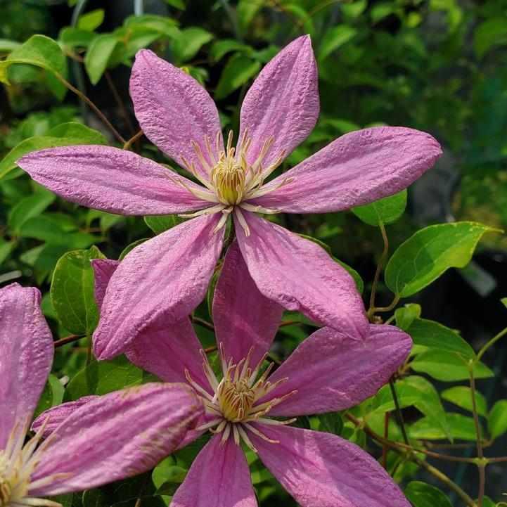 Sally® Clematis